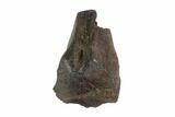 Triceratops Shed Tooth - Montana #93088-1
